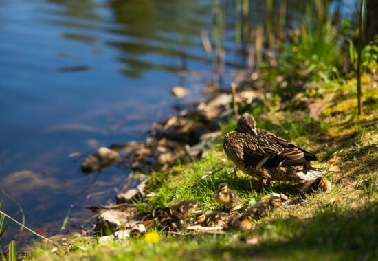 Horní a Dolní Mrzatec, Malý pařezitý rybník – rybníky doporučené ke koupání